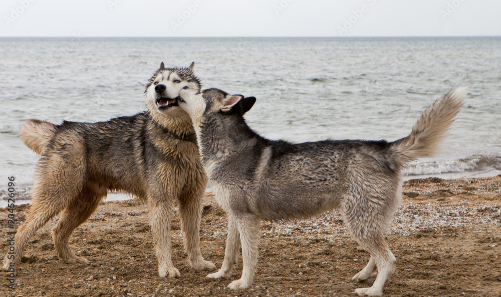Couple of husky dogs playing on seaside Couple of husky dogs playing on seaside