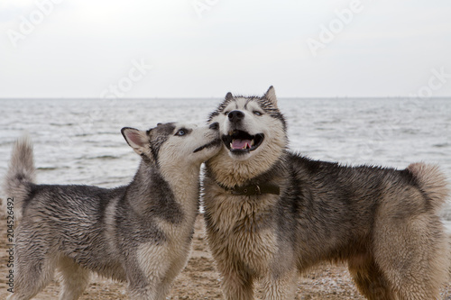 Couple of husky dogs playing on seaside