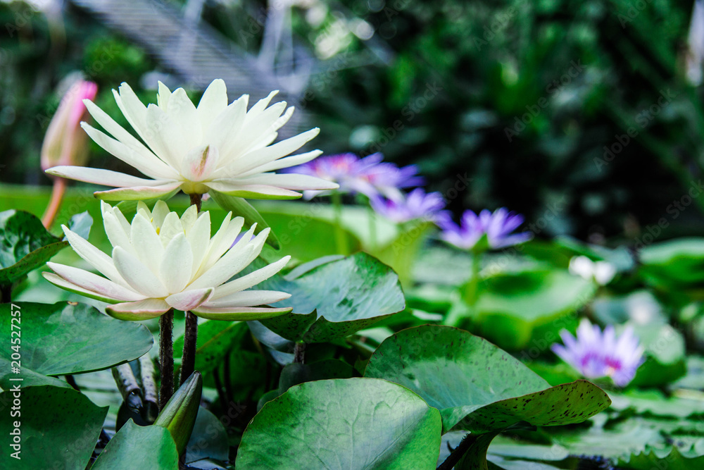 water lilies lotuses greens lake flowers