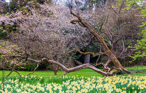 Fototapeta Naklejka Na Ścianę i Meble -  Blooming summer field