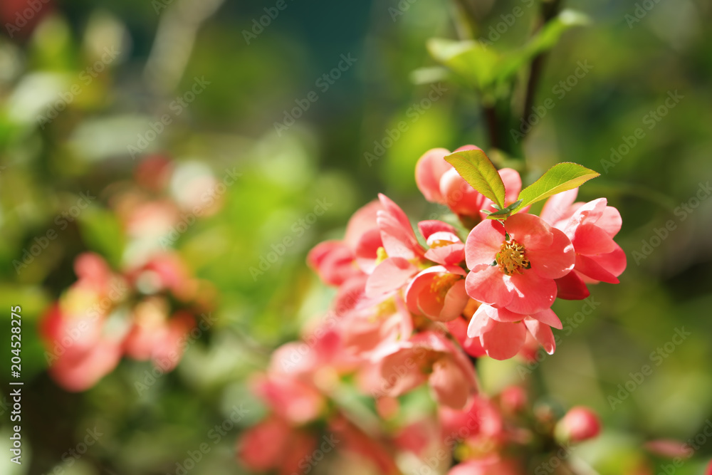 Beautiful blossoming tree branch on spring day Beautiful blossoming tree branch on spring day