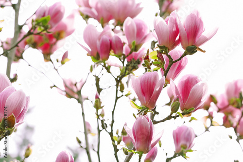 Beautiful magnolia blossoms on spring day © New Africa
