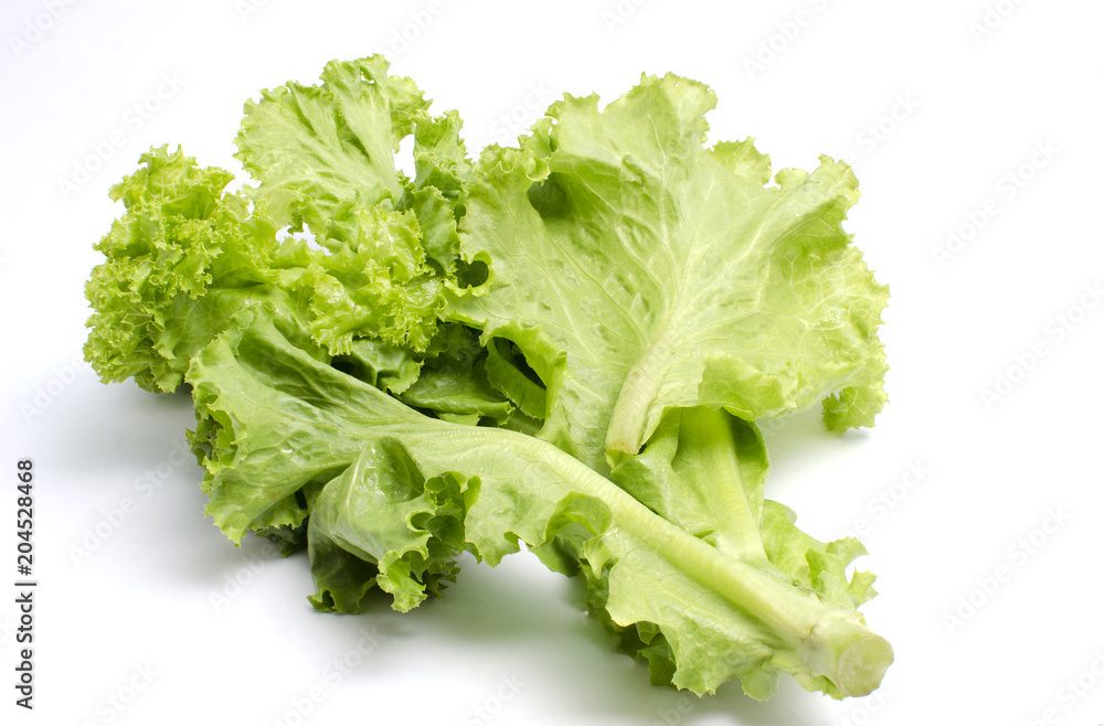 Fresh Lactuca sativa on white background Fresh Lactuca sativa on white background