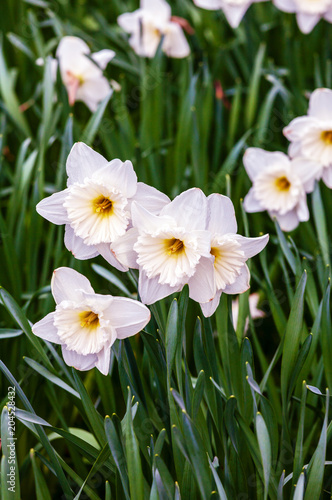 Fototapeta Naklejka Na Ścianę i Meble -  Blooming summer field