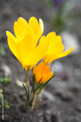 Yellow crocuses blooming in early spring