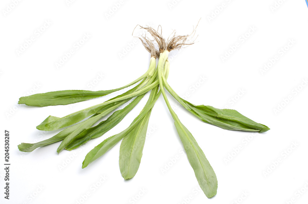 Fototapeta premium Fresh culantro Sawtooth Coriander - Eryngium foetidum on white background