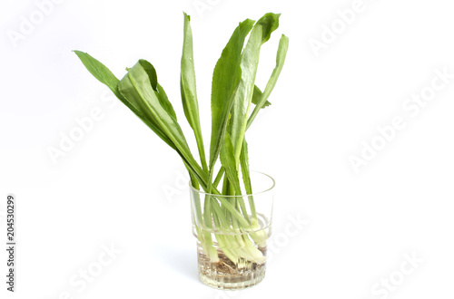 Fresh culantro Sawtooth Coriander - Eryngium foetidum on white background