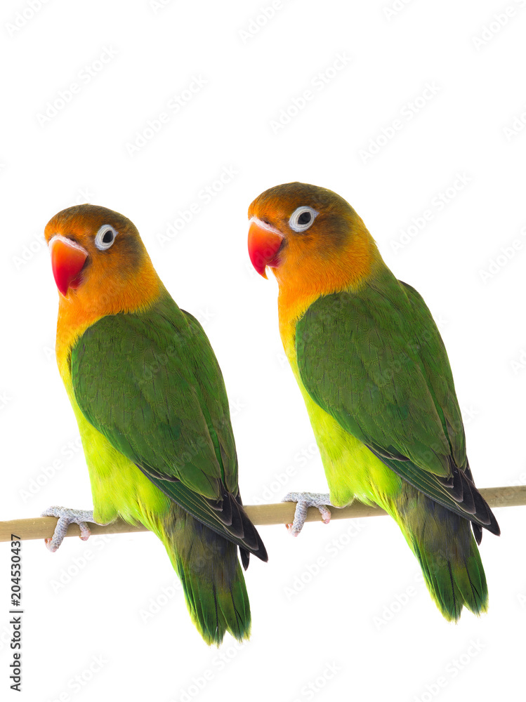  two fischeri lovebird