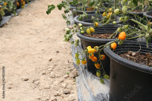 Tumbling Tom Yellow Tomato Seeds | Gardens