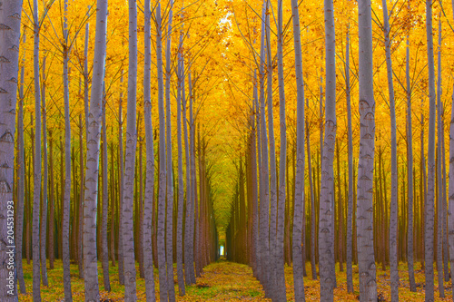 Tree Tunnel - Golden Yellow Autumn Colors in Forest