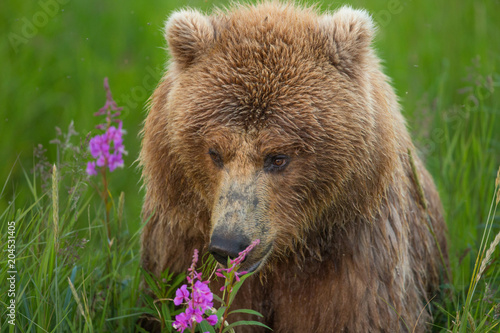 Grizzly bear smelling flowers in Alaska