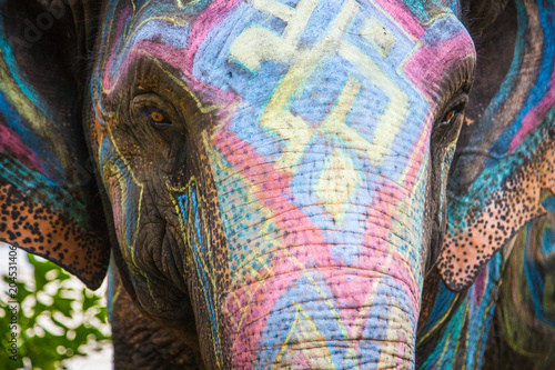 Painted with different colors elephant photo