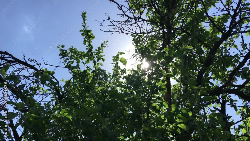 4k Tree And Sun Ray 4k Tree And Sun Ray