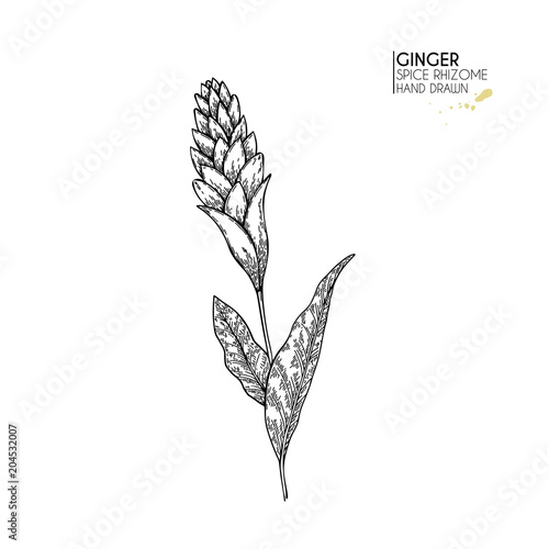 Hand drawn ginger flower. Vector engraved illustration. Spicy rhizhome vegetable. Food ingredient, aromatherapy, cooking. For cosmetic package design, medicinal herb, treating, healt care.