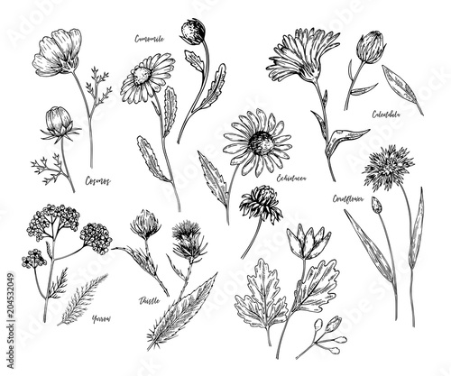 Hand drawn wild hay flowers. Medical herbs and plant. Calendula, Chamomile, Cornflower, Celandine, Cosmos, Yarrow, Thistle, Echinacea. Engraved. Cosmetic, essential oil, package, herbal tea, medicine