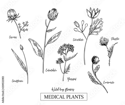 Hand drawn wild hay flowers. Medical herbs and plant. Calendula, Chamomile, Cornflower, Celandine, Cosmos, Yarrow, Thistle, Echinacea. Engraved. Cosmetic, essential oil, package, herbal tea, medicine