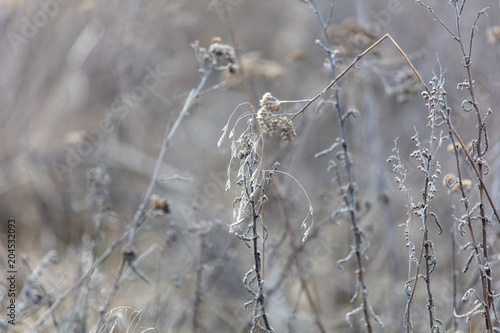 Dry gray grass on nature in winter © schankz