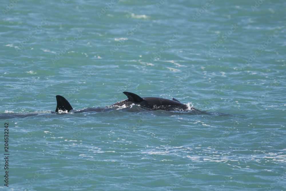 Fototapeta premium Orca Family, Patagonia Argentina