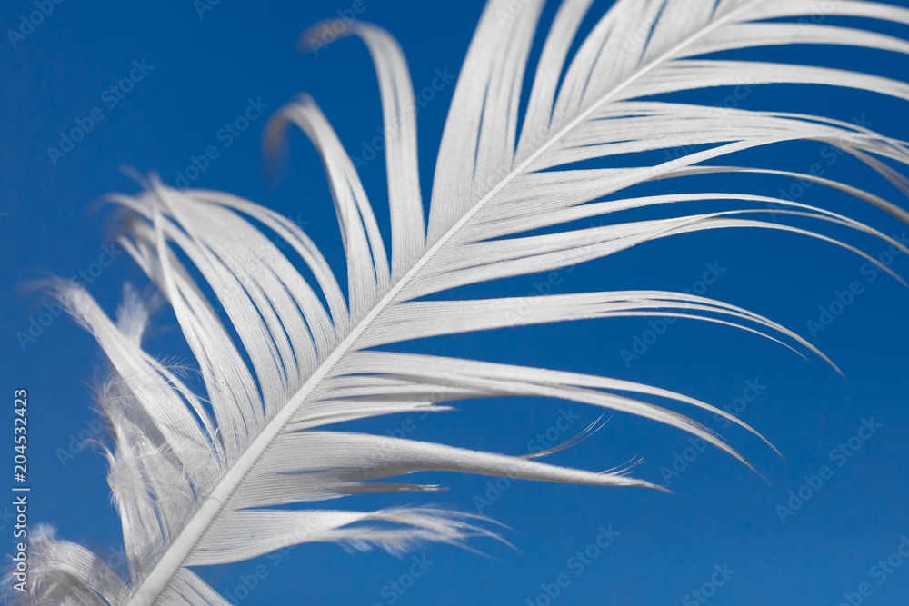Fototapeta premium A white feather against the blue sky
