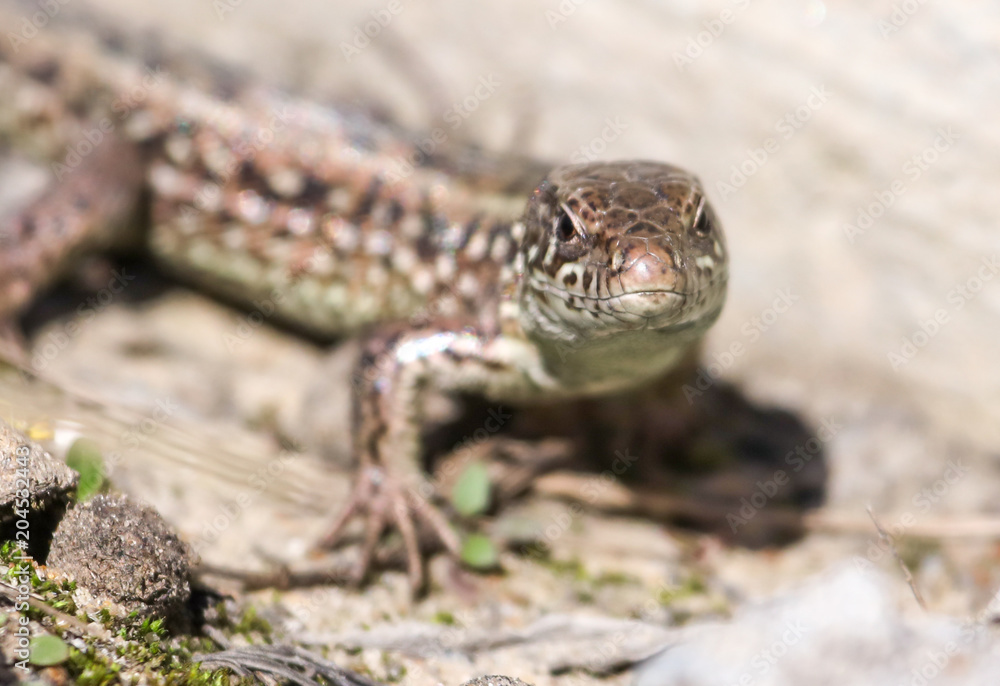 Portrait of a lizard on nature in spring Portrait of a lizard on nature in spring