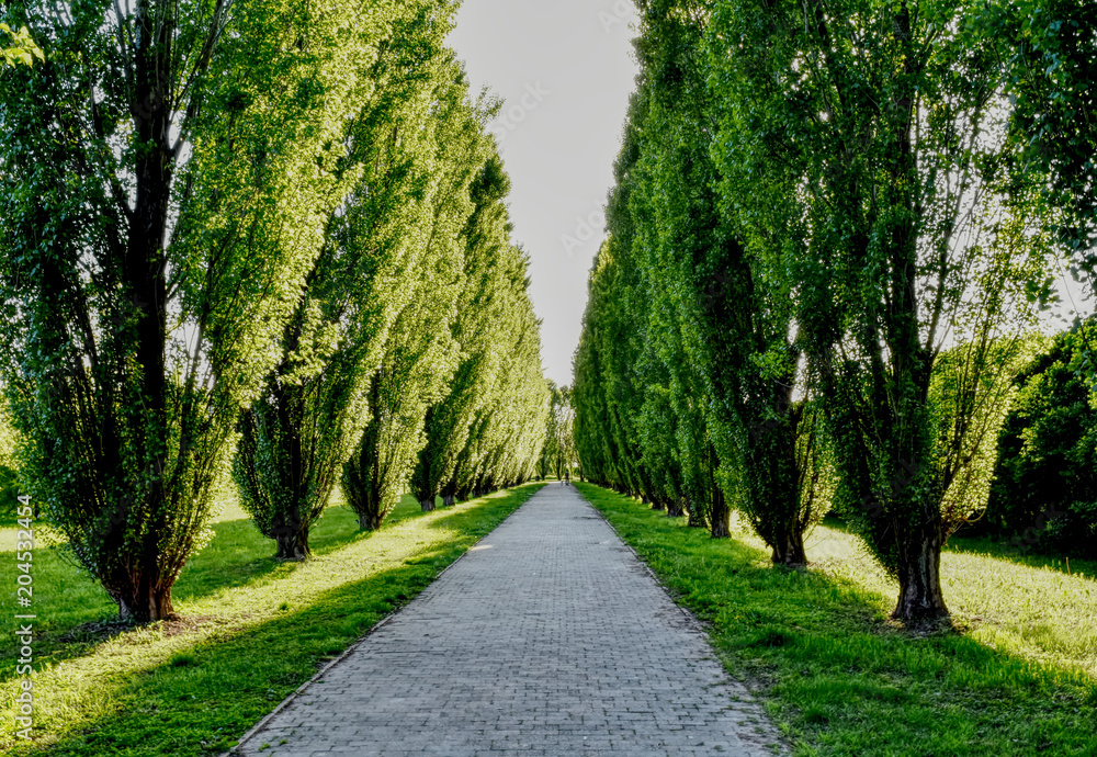 Two rows of cypresses with a road in the middle. HDR effect.