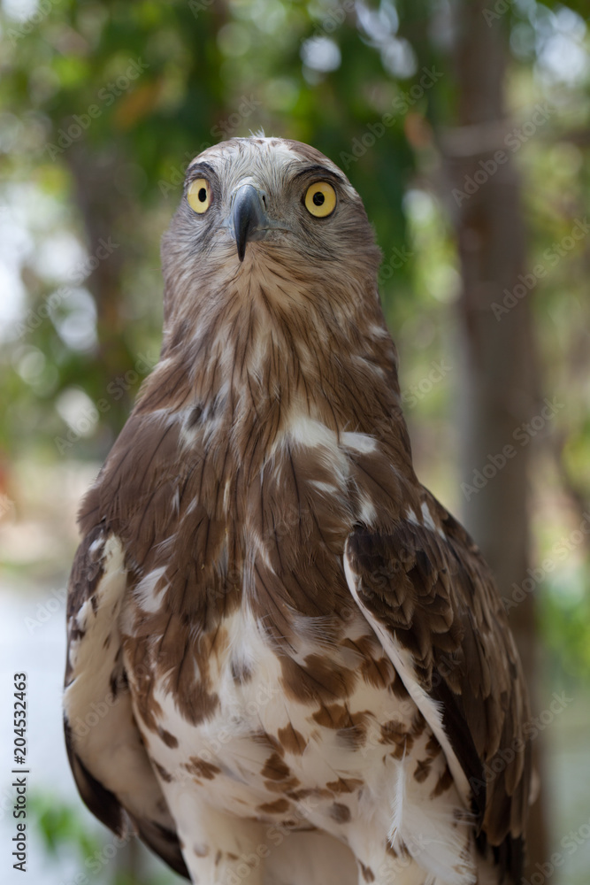 buho, ave nocturna de ojos grandes