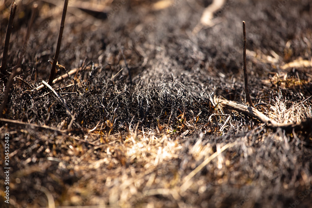 Black burned grass on the ground as an abstract background Black burned grass on the ground as an abstract background
