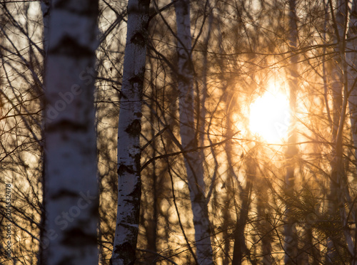 Sunset through the branches of trees in the forest © schankz