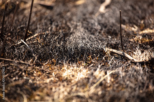 Black burned grass on the ground as an abstract background