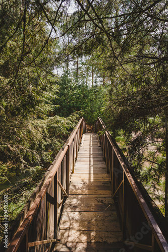 Entrada puente bosque