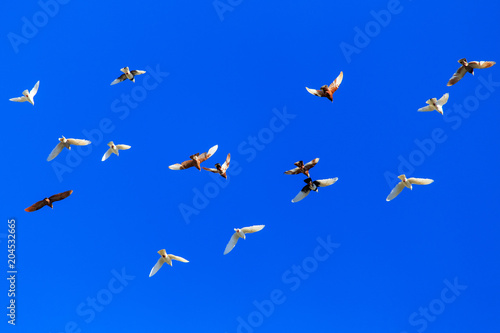 A flock of pigeons in flight against the blue sky