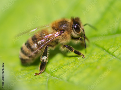 Bee on a green leaf in nature © schankz