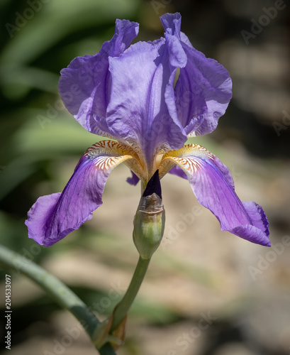 Sicilia in Fiore photo