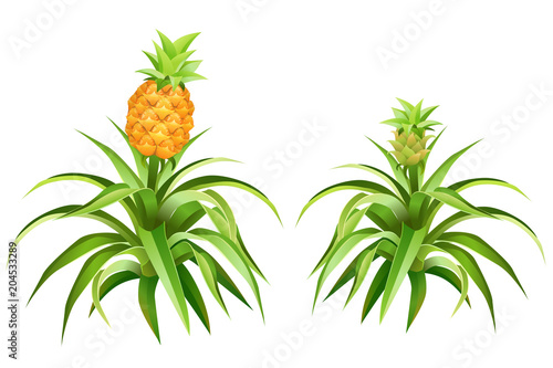 Pineapple tree with fruits. Isolated vector illustration.