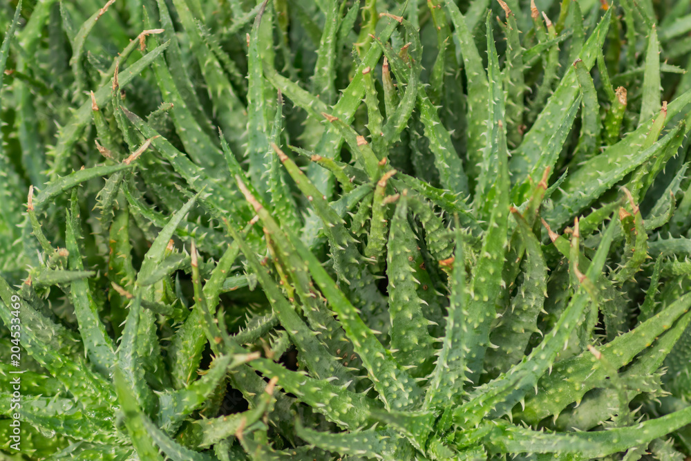 top view of Aloe in pot, natural background top view of Aloe in pot, natural background