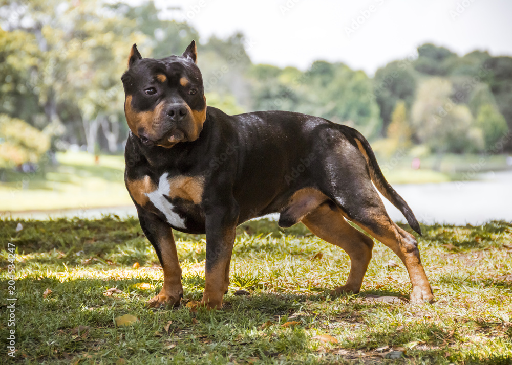 Black online bully dog