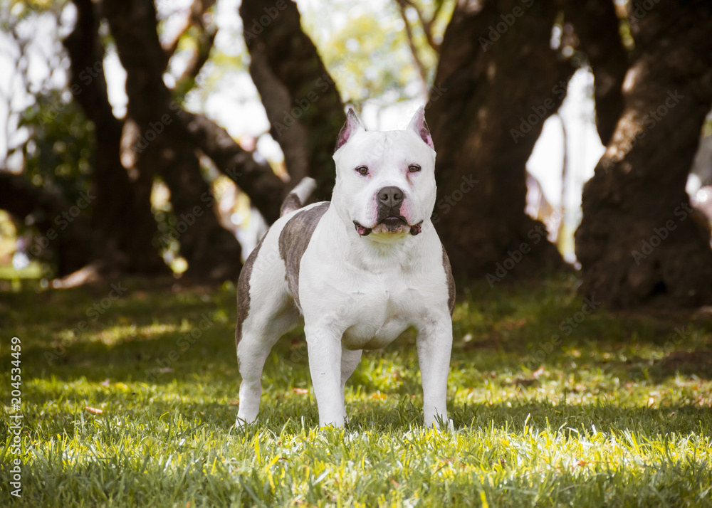 Purebred Canine American Bully Pet Dog Sitting On Grass Stock