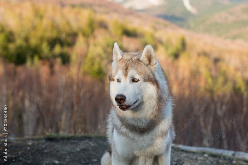 Close-up portrait of Siberian Husky dog sitting in the forest at sunset on mountains background in spring season