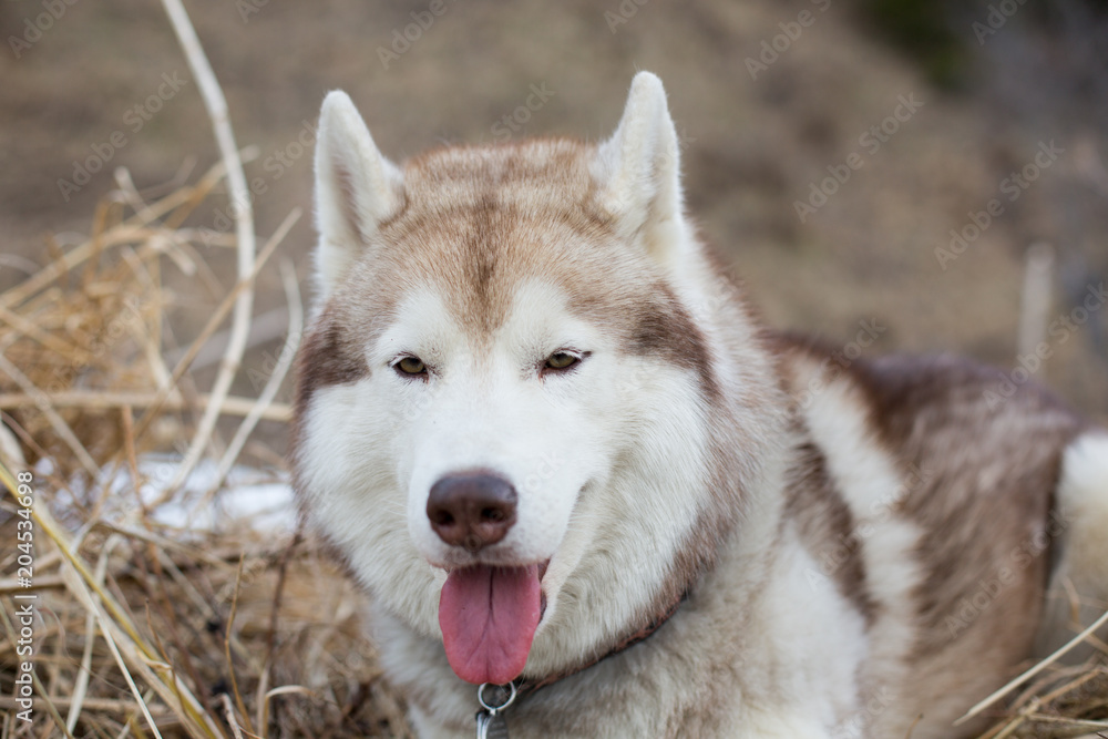 Close-up image of prideful beige and white dog breed Siberian husky in the withered grass in spring season.