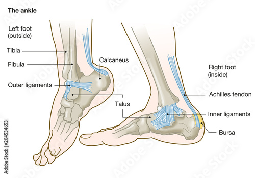 the ankle, anatomy, medical illustration with caption photo
