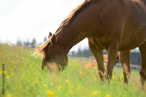Fototapeta Naklejka Na Ścianę i Meble -  Weidesaison, schönes fuchsfarbenes Pferd grast auf der Löwenzahnwiese, Ausschnitt