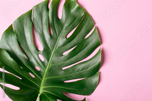 Monster leaf on a trendy pink background
