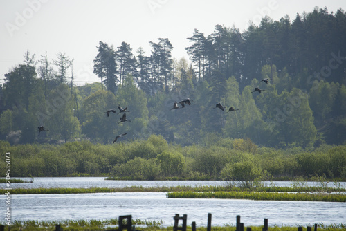 Tableau sur toile Cranes in flight at Hjalstaviken close to Stockholm