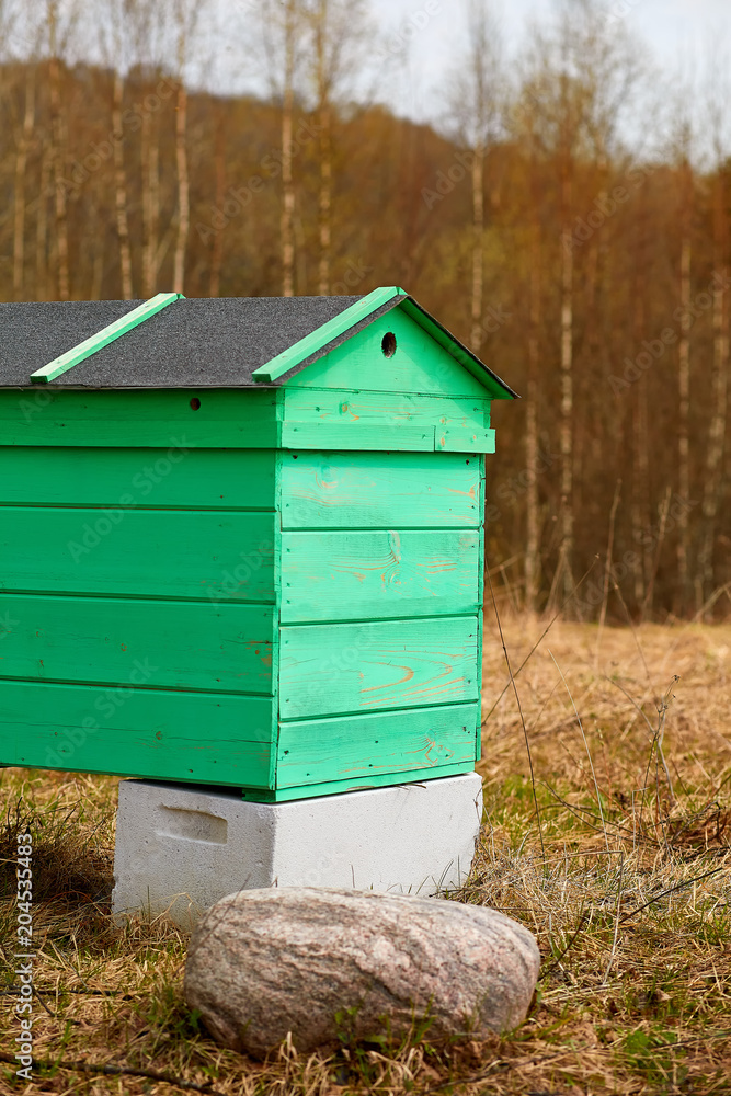 beehive in the forest