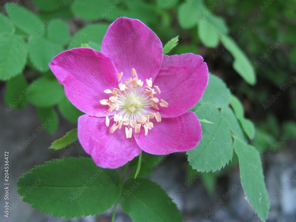 Obraz premium wildrose