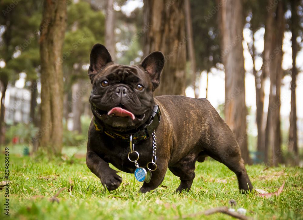 a black french bulldog dog with his tongue out standing on the grass with trees in the background a black french bulldog dog with his tongue out standing on the grass with trees in the background