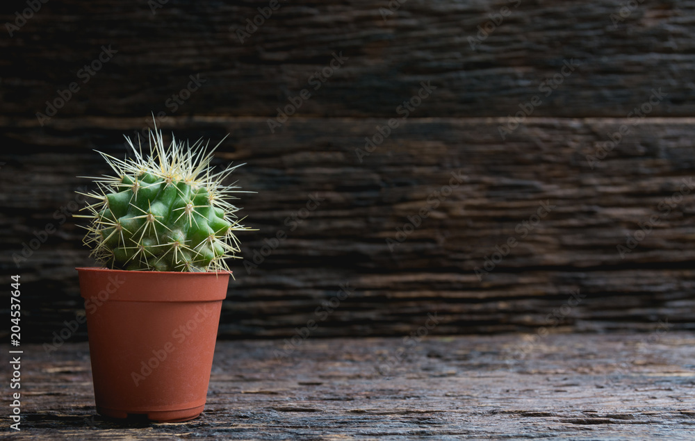 Green cactus potted plant, trees in the cement pot on wooden background. Green cactus potted plant, trees in the cement pot on wooden background.