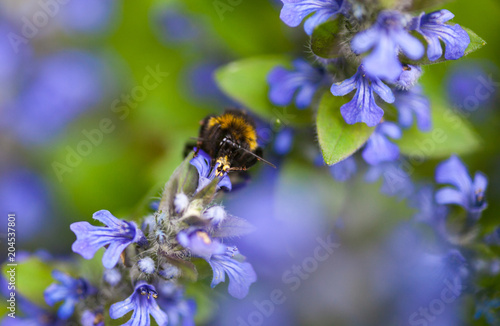 Blooming blue bugleweeds photo