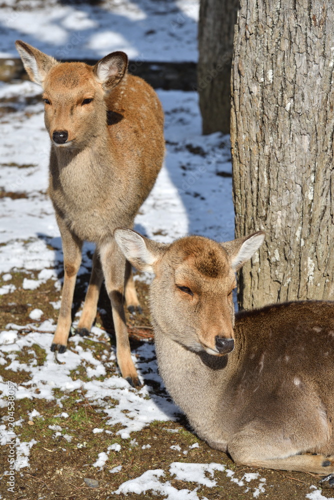 Fototapeta premium Wild deers on the snow, Japan