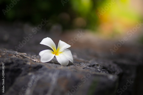 Beautiful white flowers on stone floor on a Blurred in sunlight background. sunshine day © stockchalathan